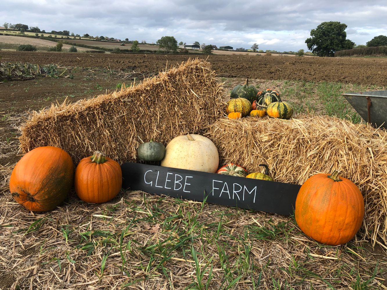 pick your own pumpkins