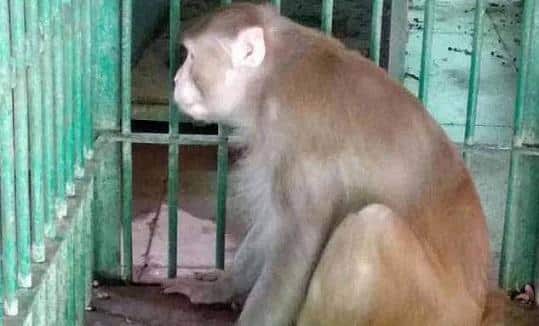 Осъдиха маймуна алкохолик на доживотен затвор