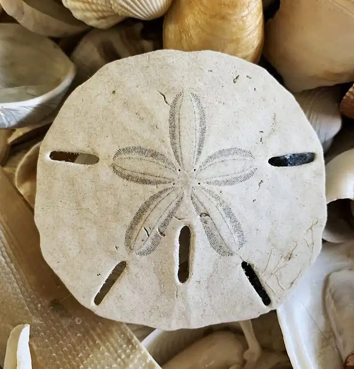 A close up photo of a sanddollar.