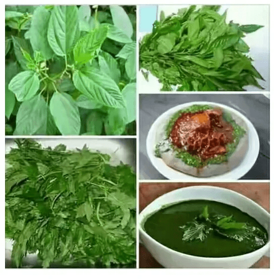 Ewedu Leaves (Jute Leaves) Facts, Health Benefits and Uses