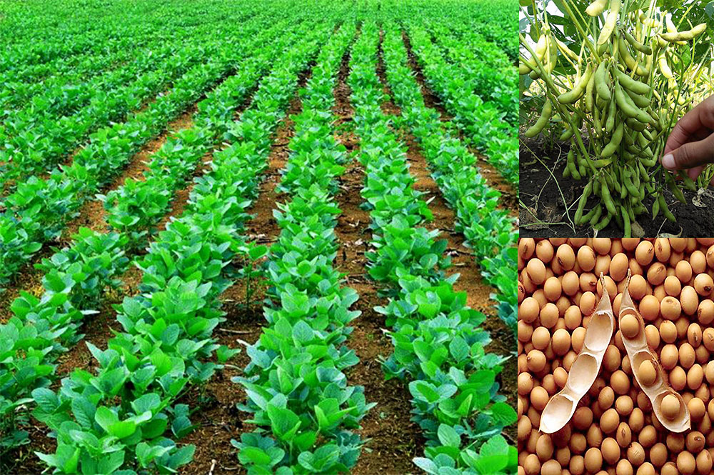 भटमास farming in Nepal