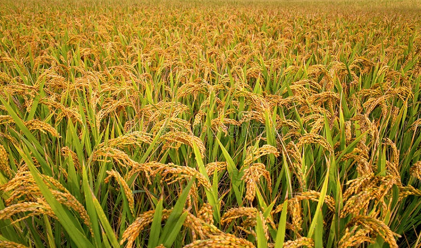 धान farming in Nepal