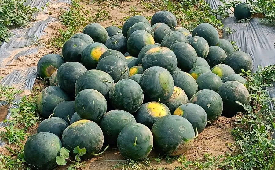 तरबुजा farming in Nepal