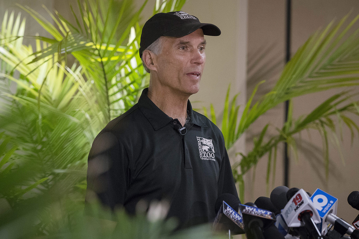 Cincinnati Zoo Director Defends Killing Gorilla To Save Boy National