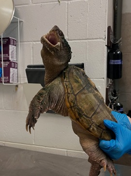 Snapping Turtle Abandoned at Vaughan Zoo: Reptilia's Plea for Responsible Pet Ownership (2026)