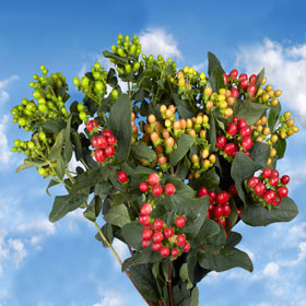 Hypericum Assorted Colors 120 Flowers | Kabox