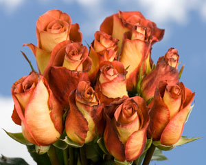 Leonidas Roses Leonidas Roses Long 150 | Twilia