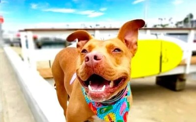 What You May Not Know About Pitbulls