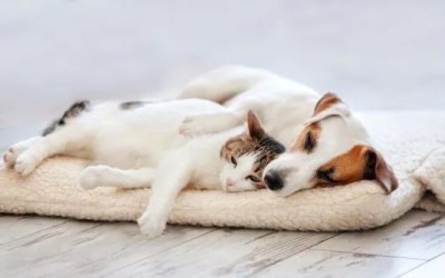 Our Guide to Fostering