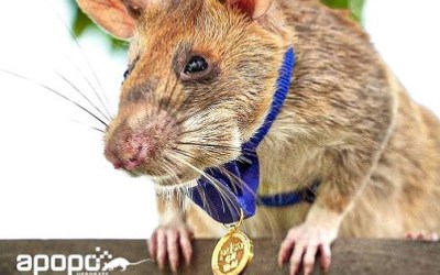 And finally some good news about animal heroes