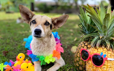Summer Dogs Update