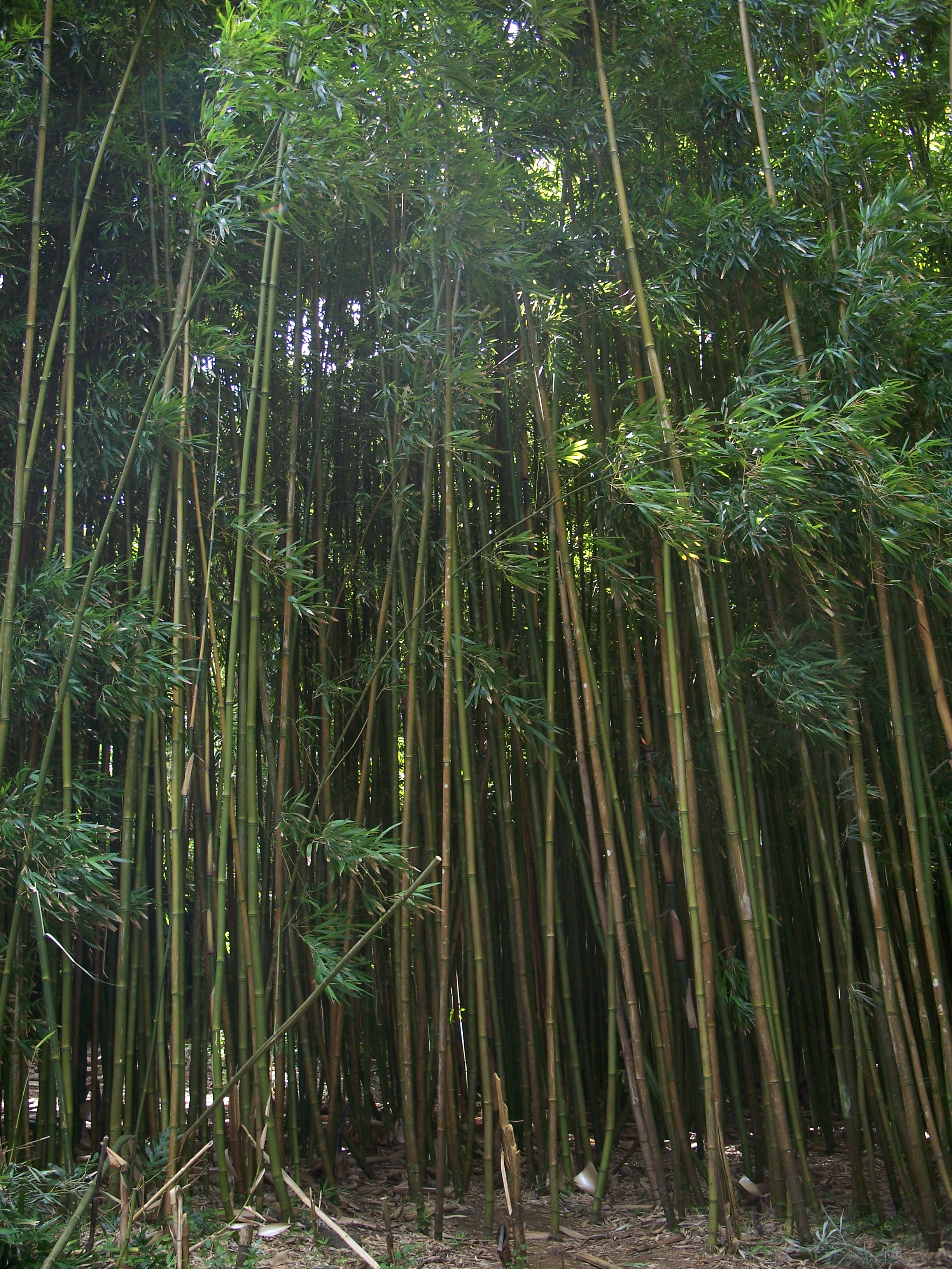 Bamboo Forest