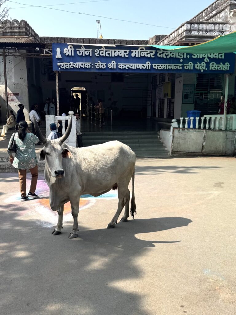 A sacred cow in front of the Dilwara Jain Temple sign 