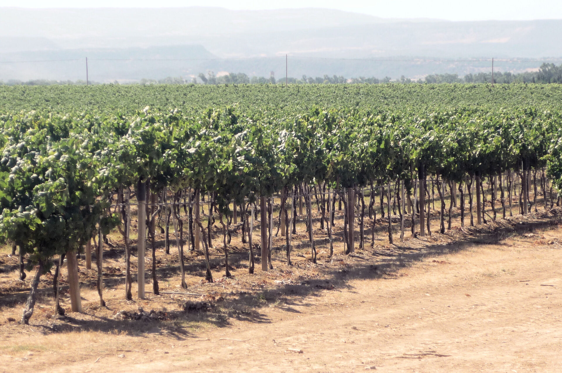 A local vineyard. I plan on arranging an optional vineyard tour as part of my Sardinia group tour. 