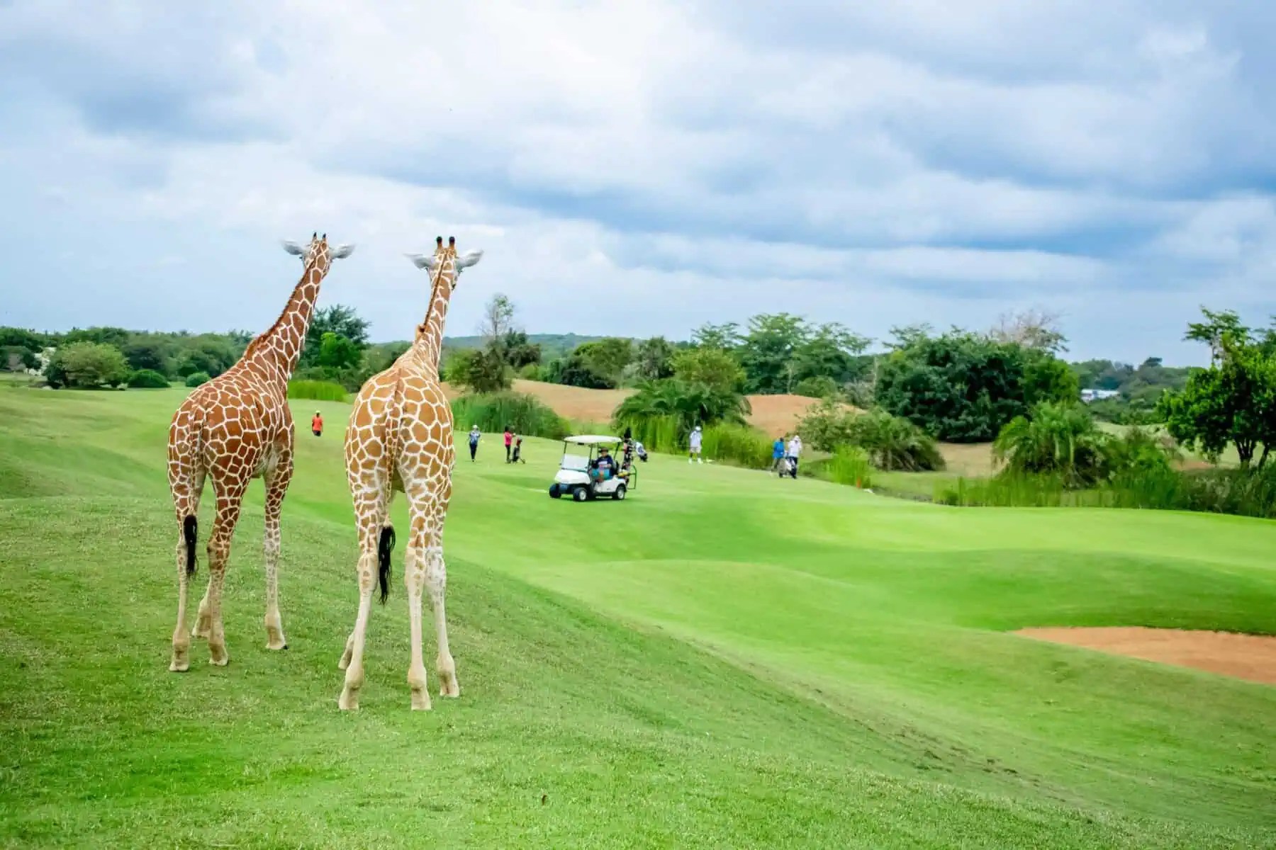 Golf 8 scaled.jpeg
