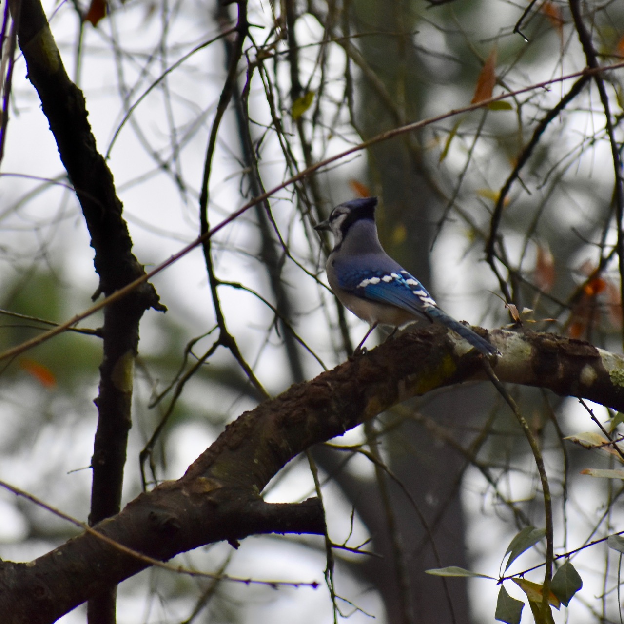 Blue Jay