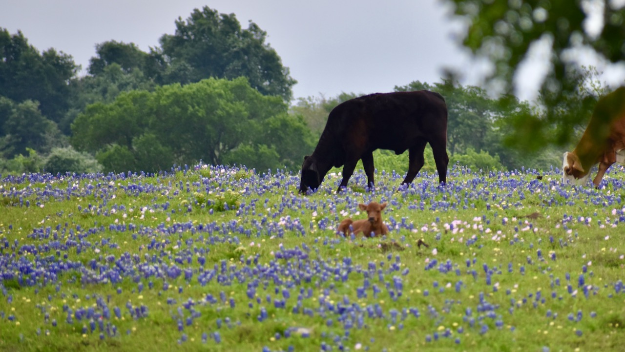 Happy Spring to You, from Texas - Glover Gardens