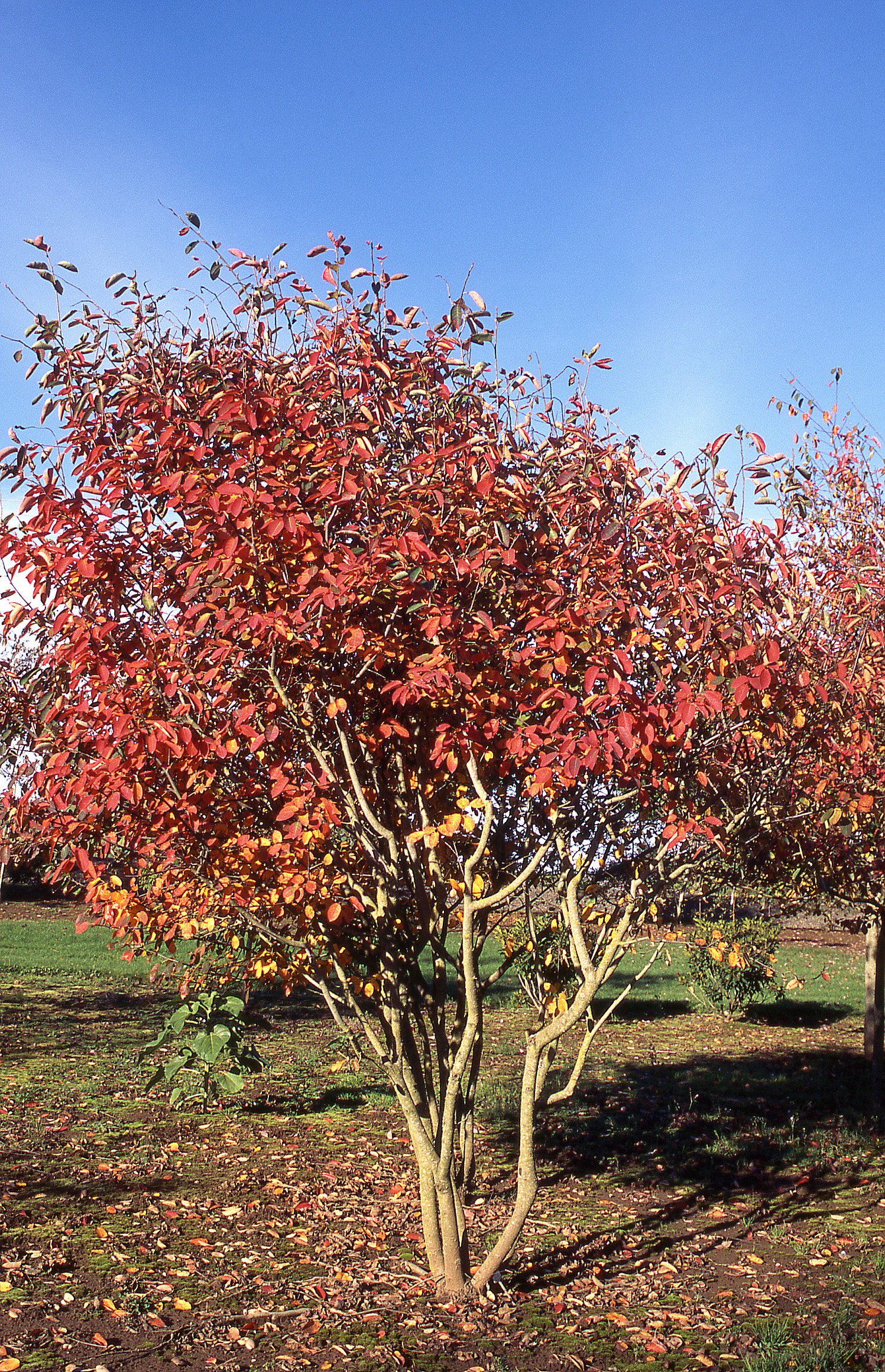 wallpapers Autumn Brilliance Serviceberry Tree For Sale Near Me autumn brilliance serviceberry glover nursery