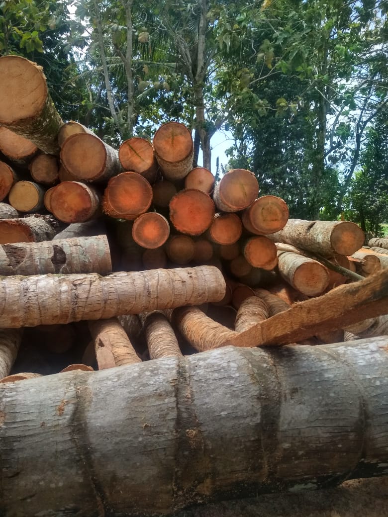 Jual glugu murah jogja