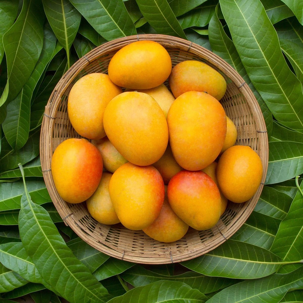 Mango tropical fruit in wooden basket put on green leaf background, top view; Shutterstock ID 1090910984; Job (TFH, TOH, RD, BNB, CWM, CM): TOH