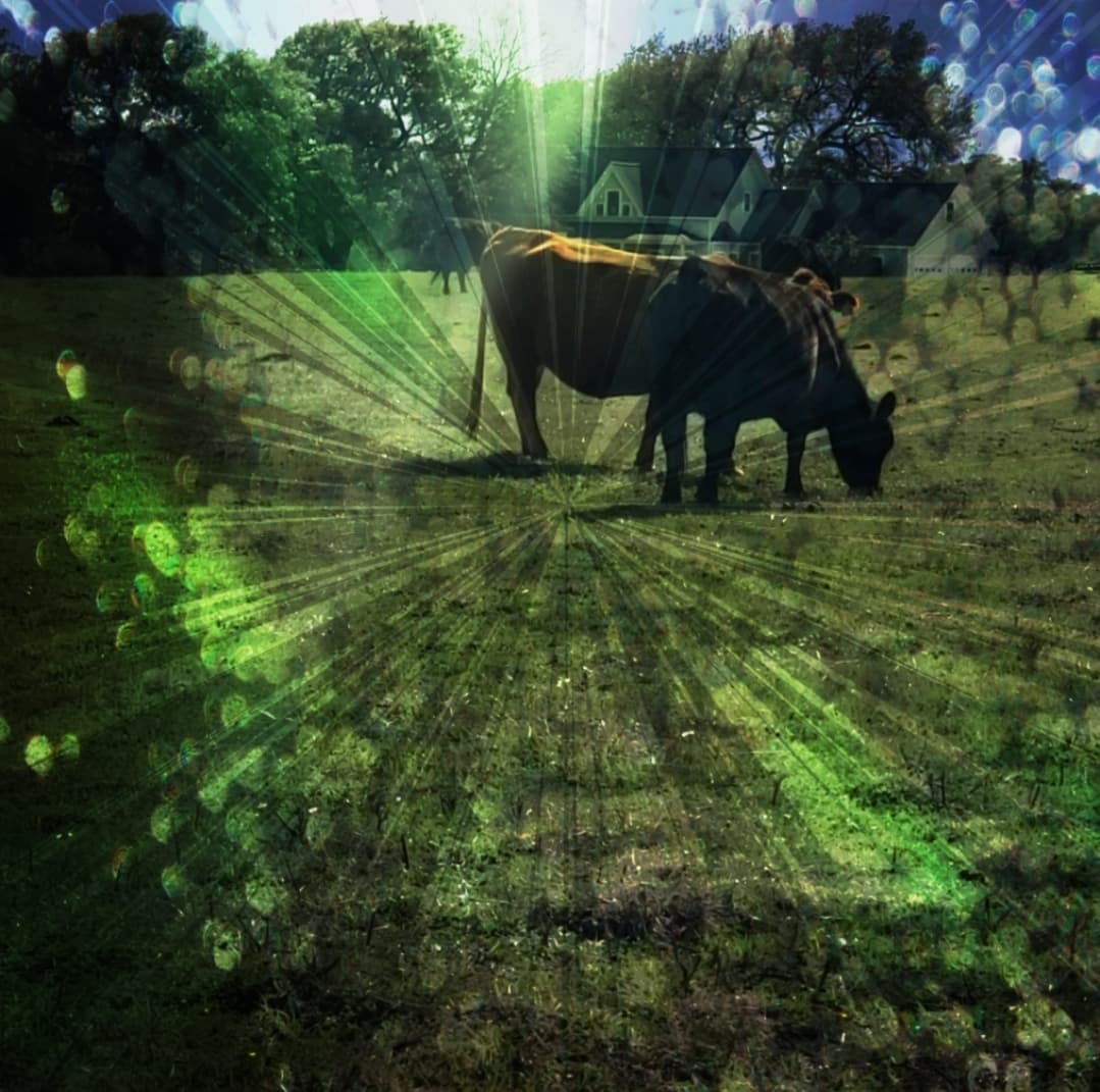 cows in a field in spring