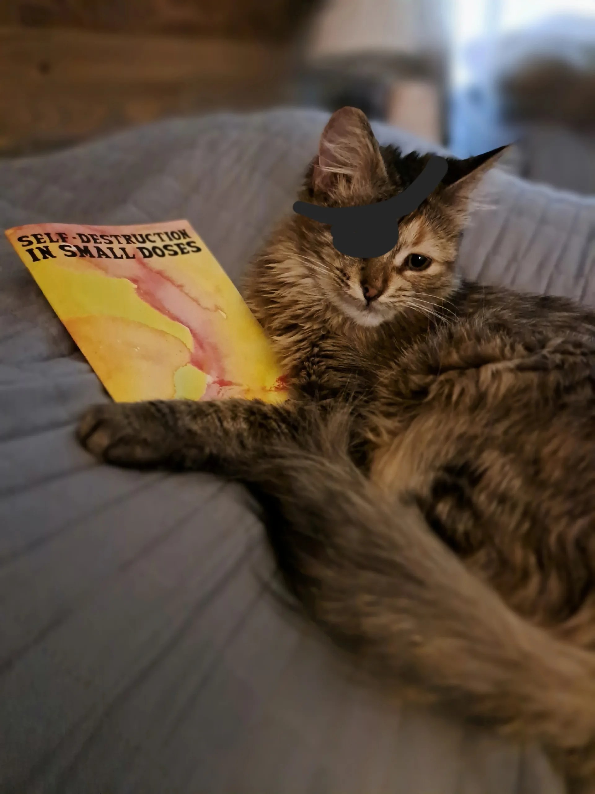 grey and black cat laying on a bed with a book