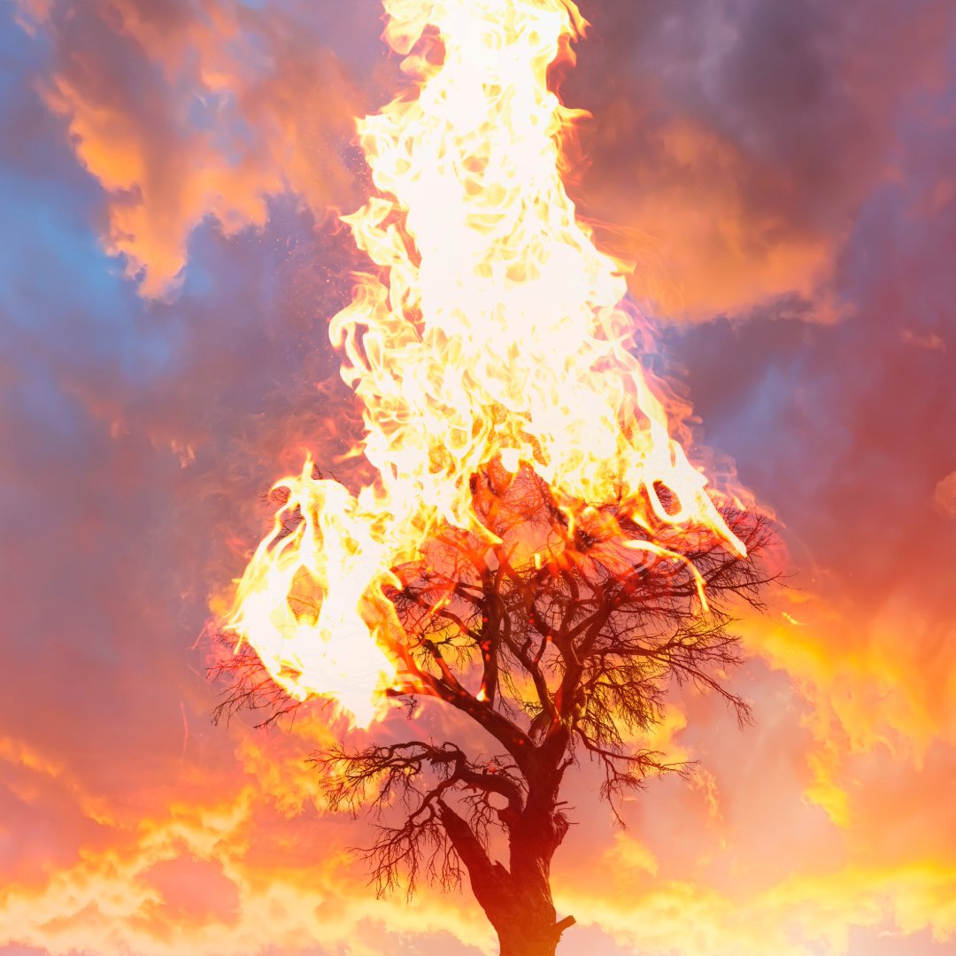 a tree on fire with a blue and orange sky in the background