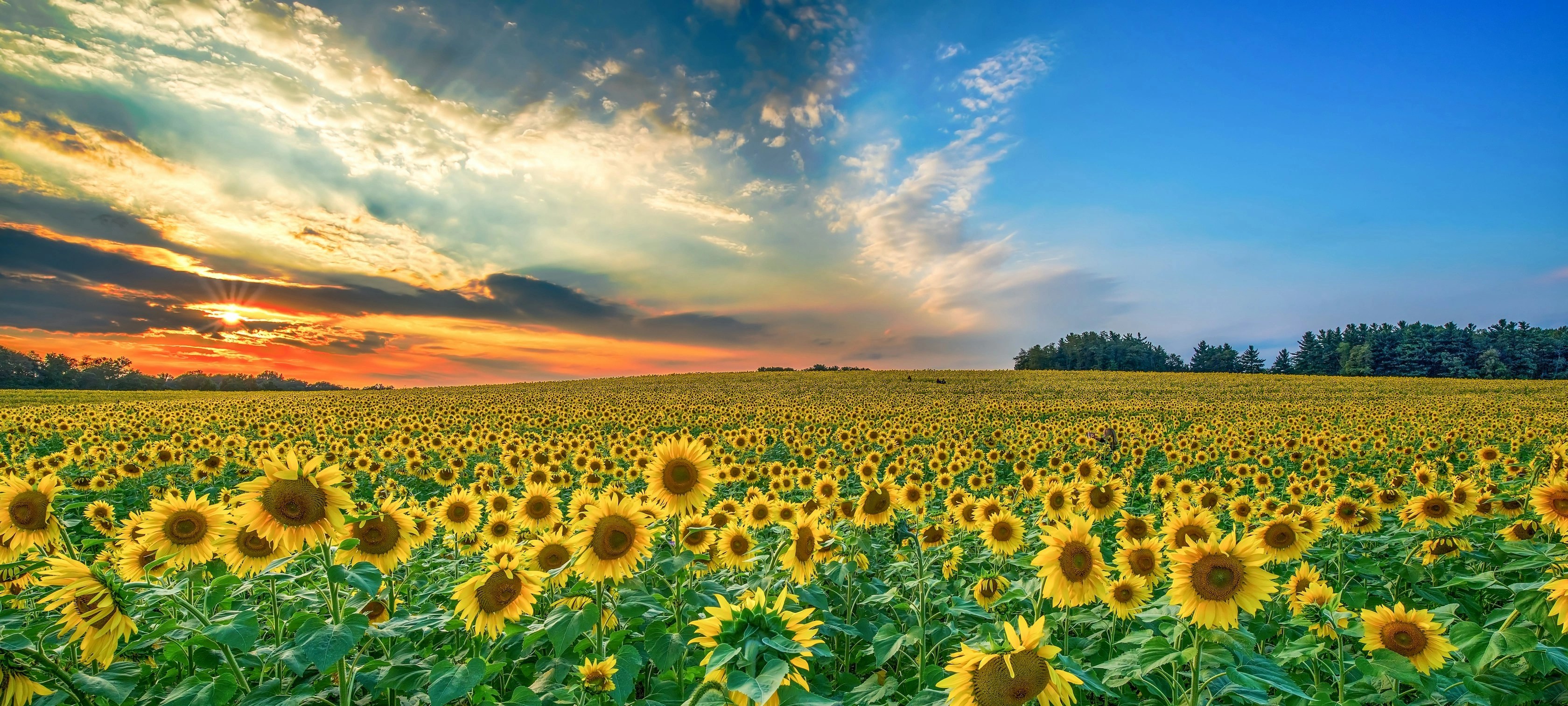 yellow-sunflower