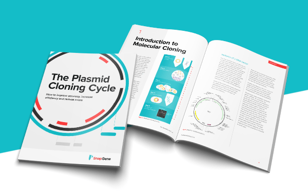 Plasmid Pdf Plasmid Molecular Cloning - HD Mountain Photos for Desktop