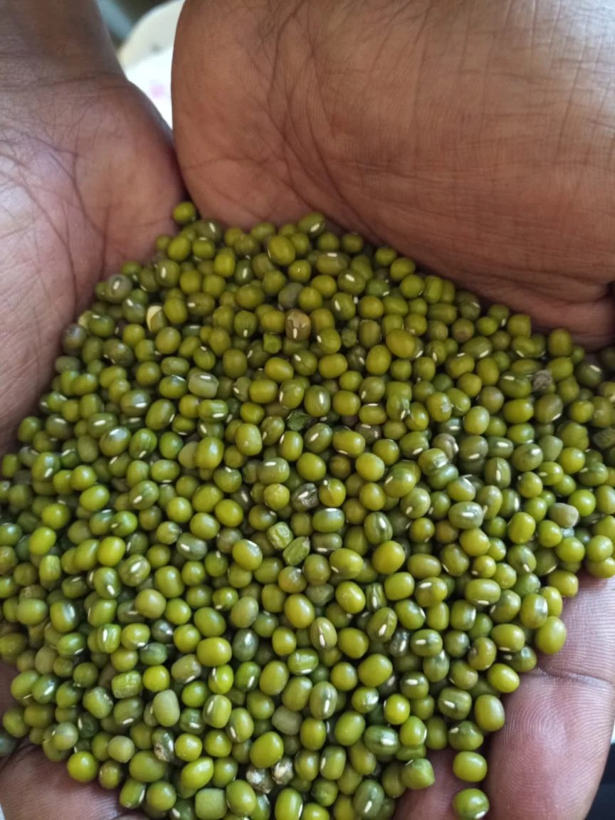 WhatsApp Image 2021-01-31 at 5.20.50 PM Go Africa® Green Mung Beans, 50kg Bags (Sold per MT) - Image 3