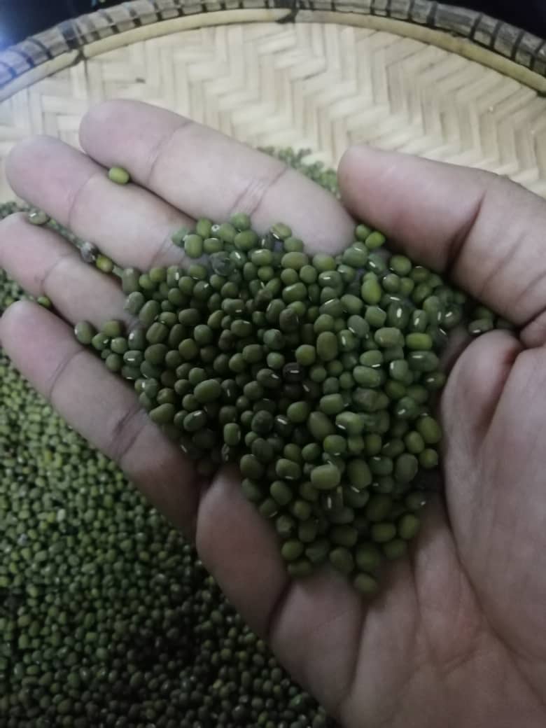 WhatsApp Image 2021-01-31 at 5.22.19 PM Go Africa® Green Mung Beans, 50kg Bags (Sold per MT) - Image 2