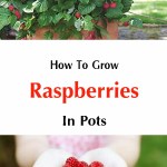 How To Grow Raspberries In Pots And Backyard Raspberry Bushes