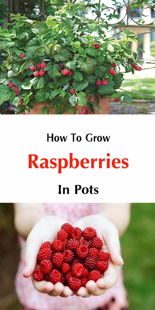 How To Grow Raspberries In Pots