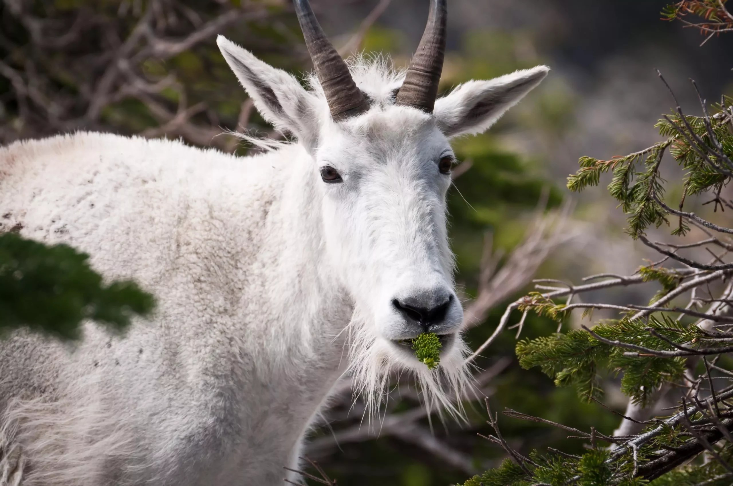 Can goats eat pine trees? (benefits, risks and serving size)