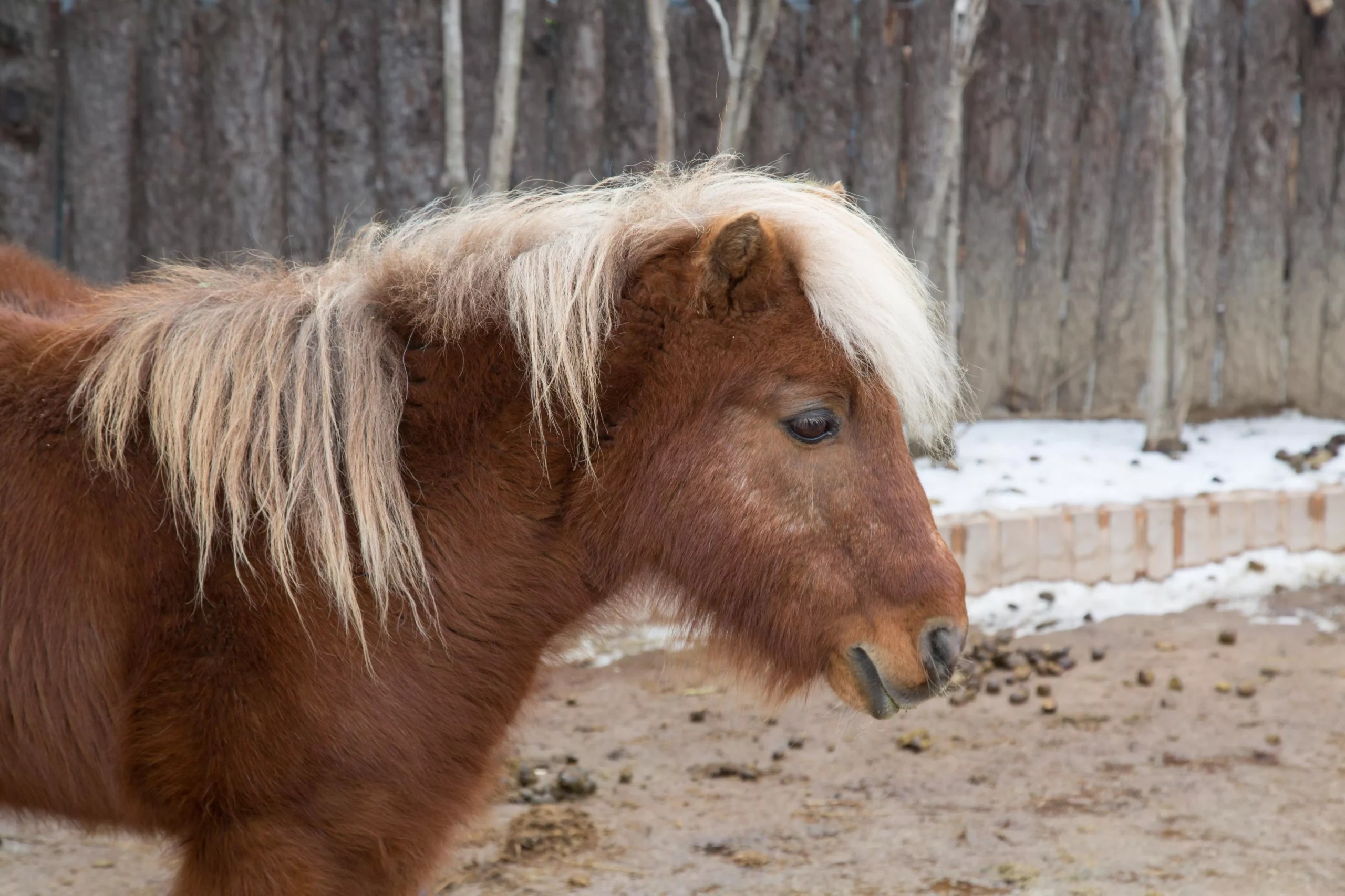 Can mini horses live with goats (find out the do's & don'ts)