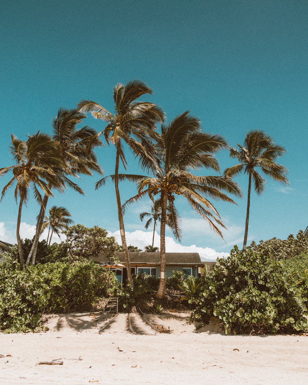 palm trees on beach