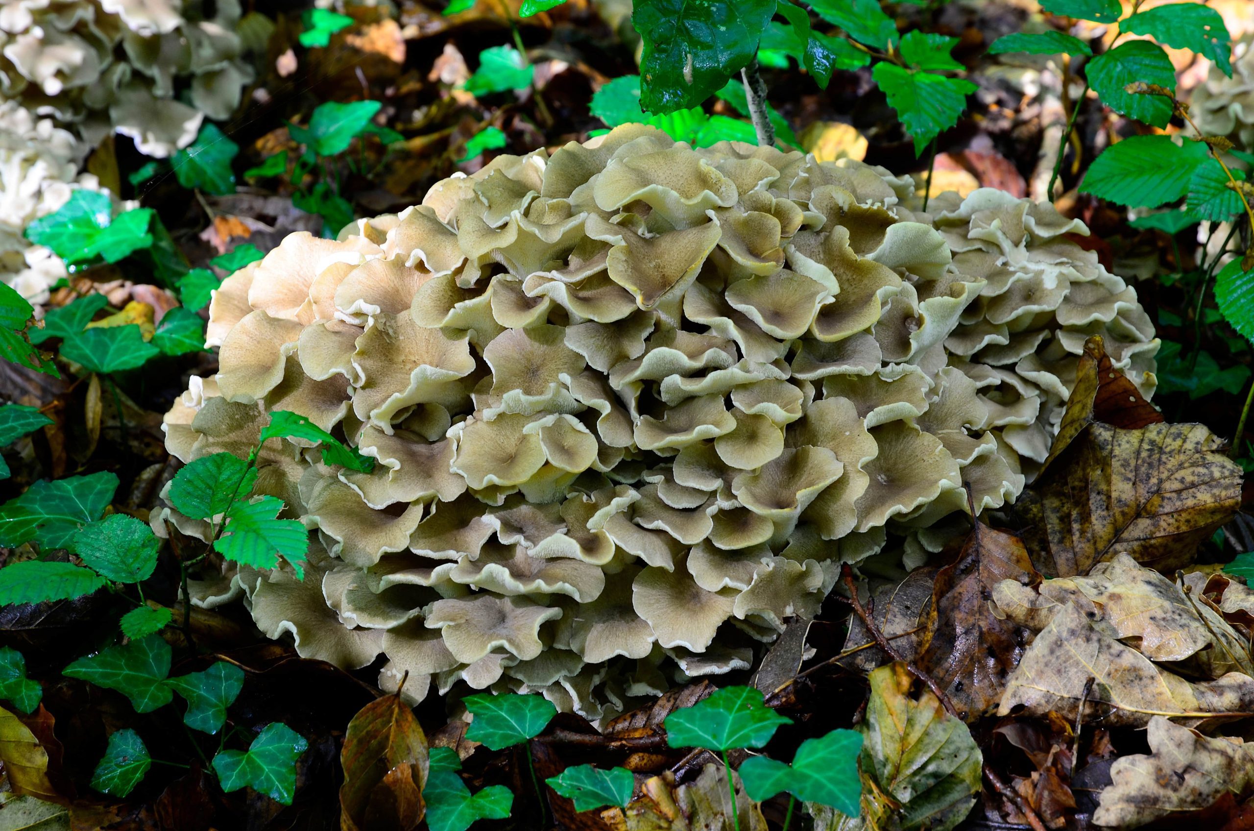 Polyporus umbellatus