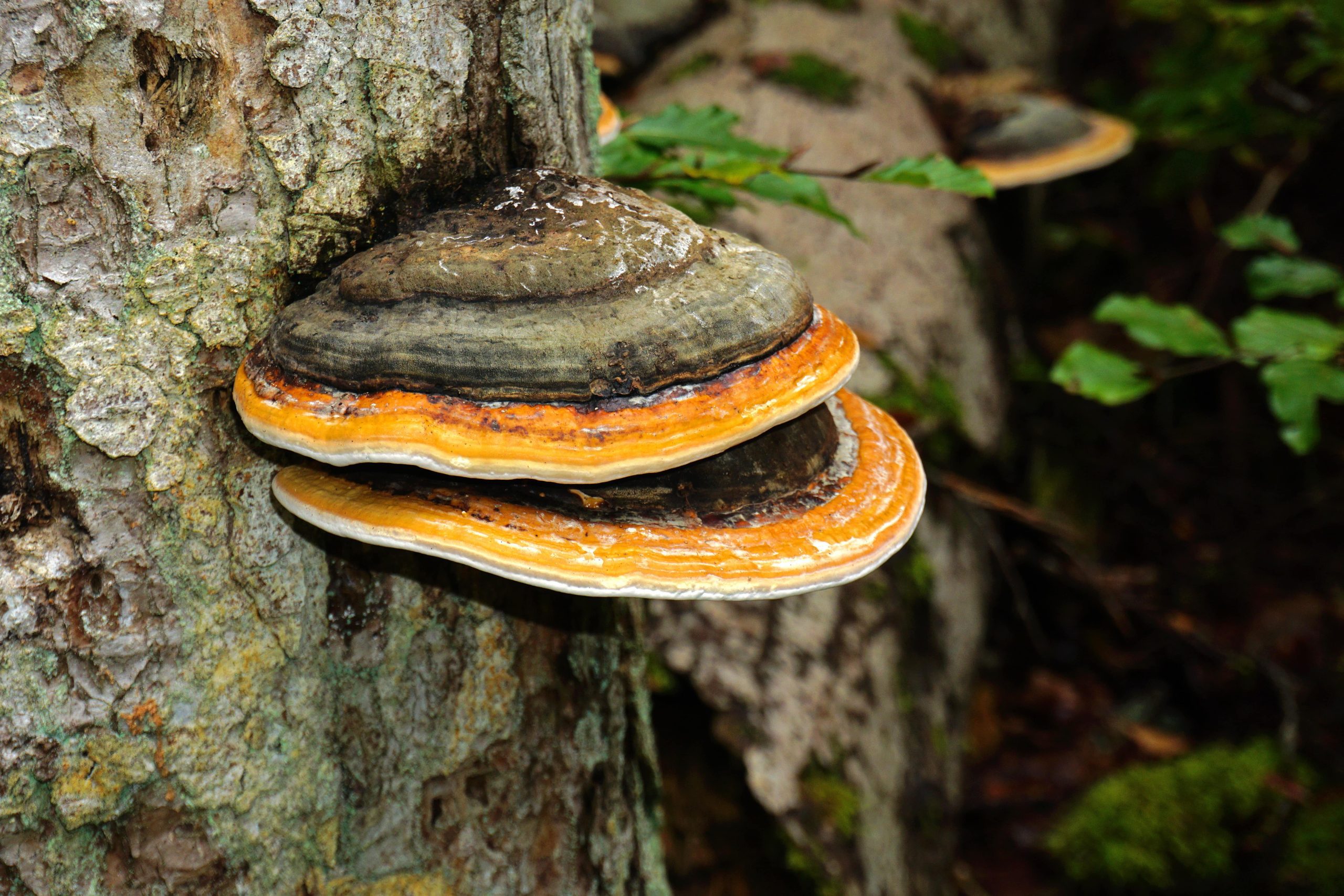Fomitopsis pinicola