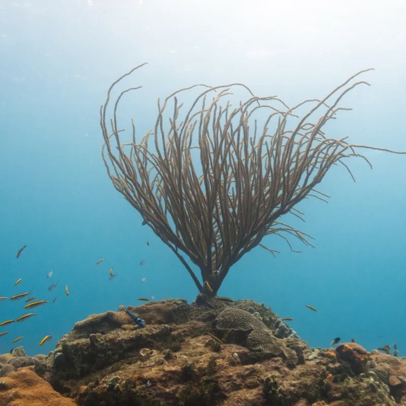 Open water freediving in Charlotteville