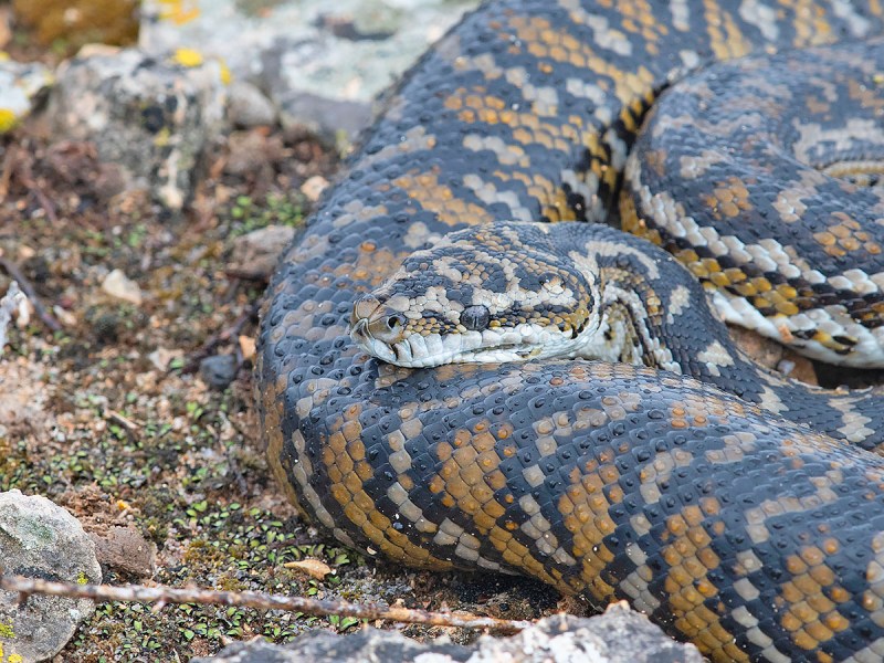 Beautiful Carpet Python