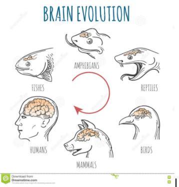 o que e inteligência artificial brain reovlution