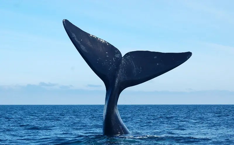 Foto de Cola de ballena en Puerto Madryn