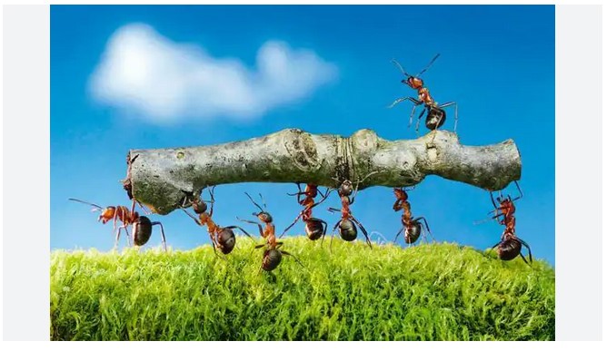 “Go To The Ant”- Antidotes For Spiritual Laziness