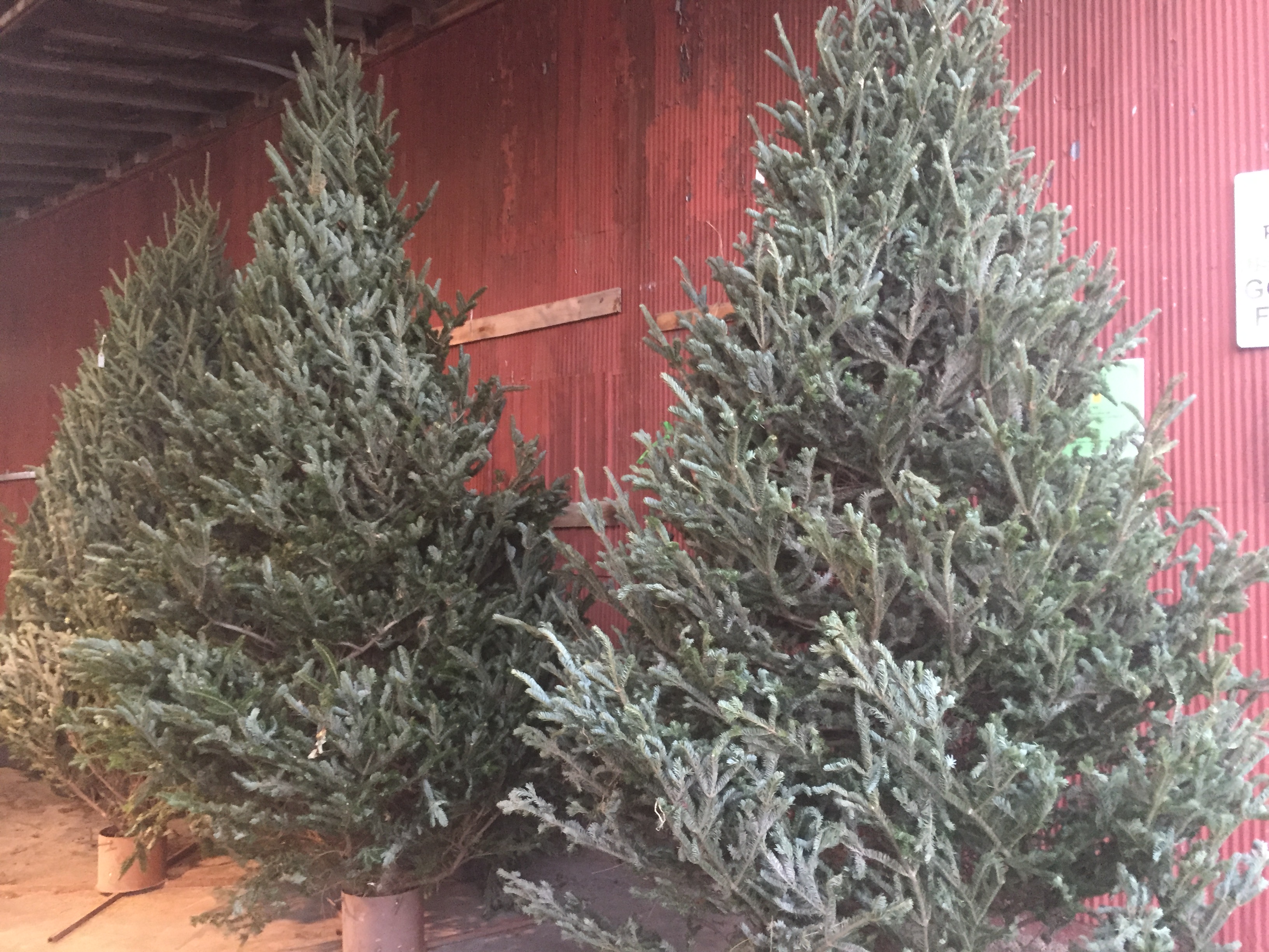 12' Fraser Fir