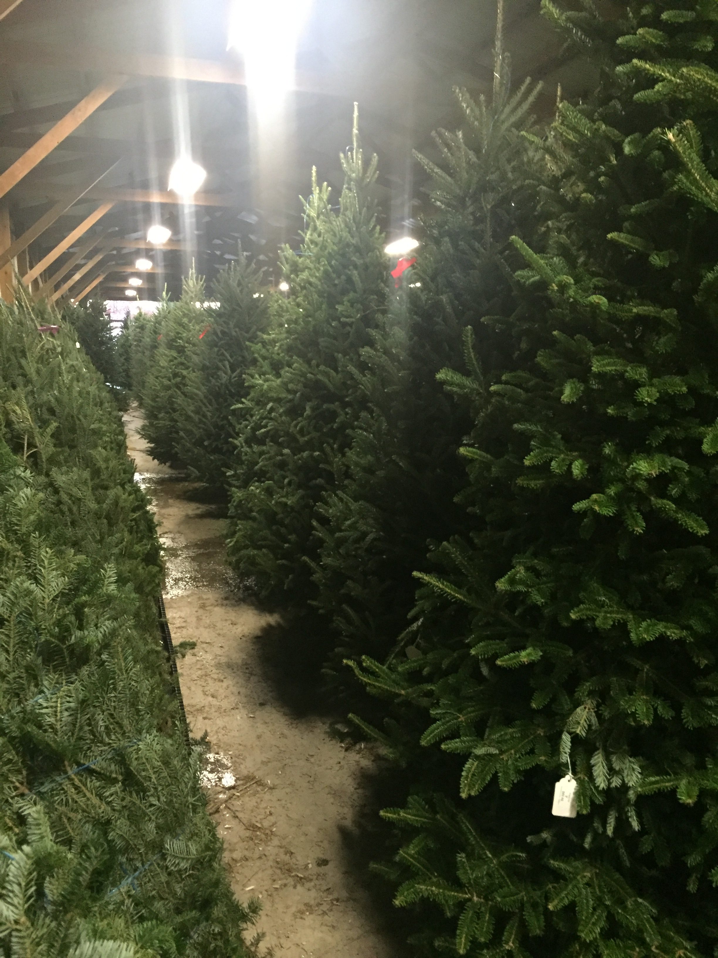 Goebel Farms Pumpkins, Wholesale Pumpkins, Christmas Trees, Corn Maze