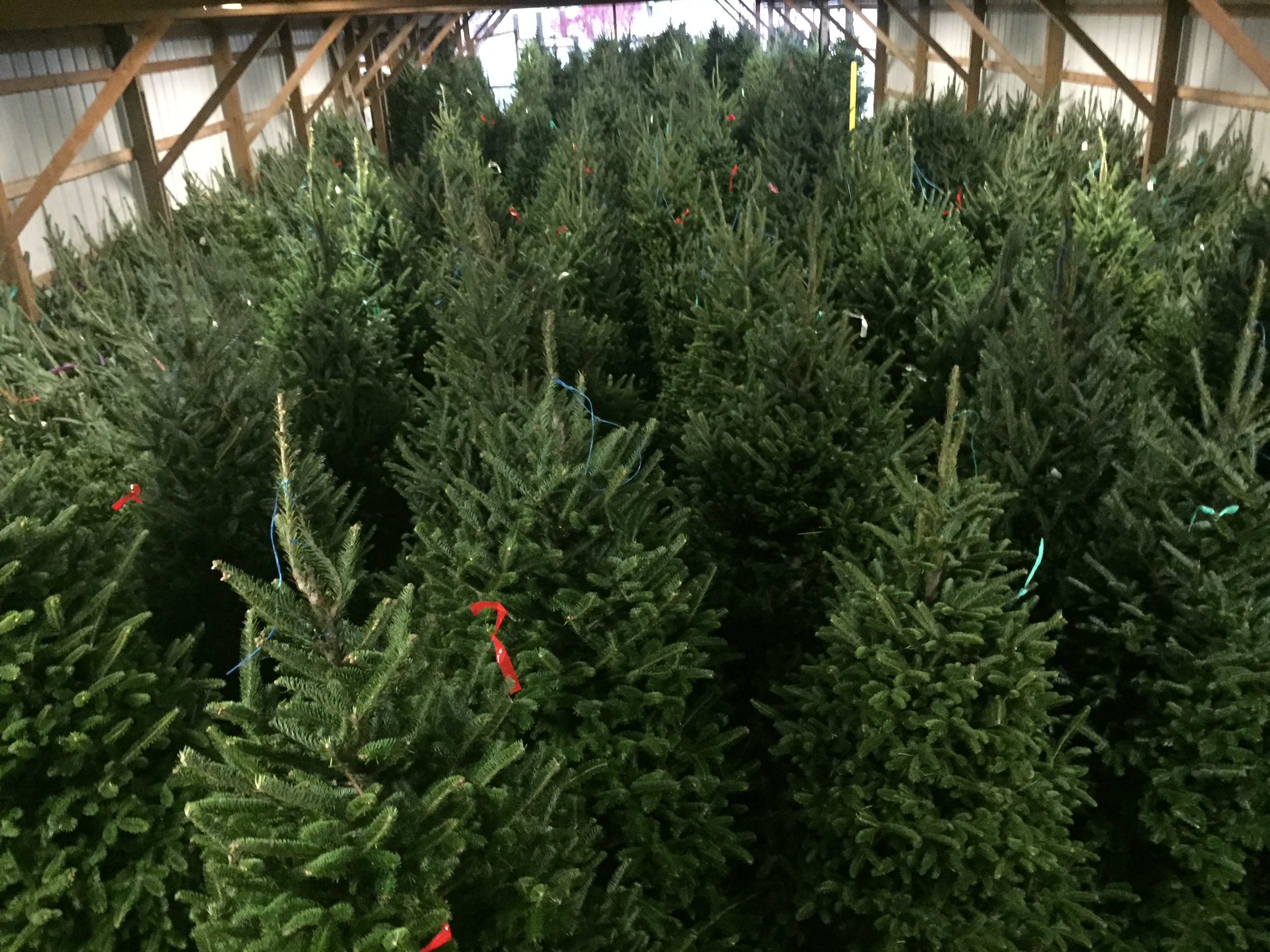 Fraser Fir