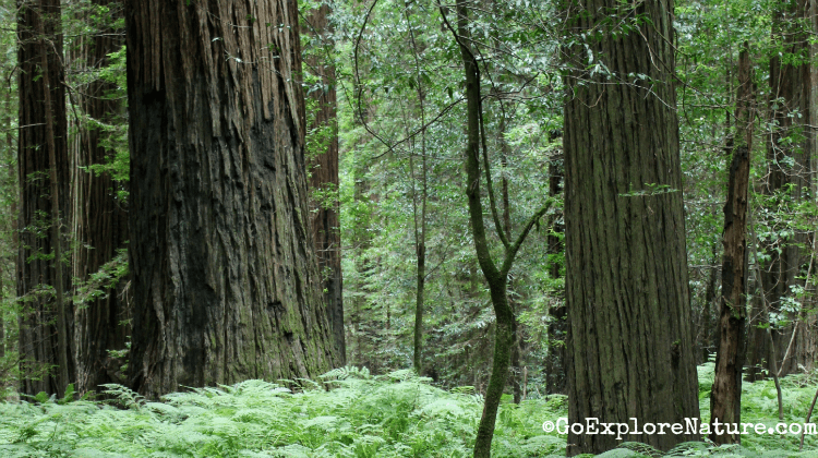 Cut Films On Twitter Today Is World Environment Day Didyouknow How Many Trees Are Cut Down For Cigarette Production