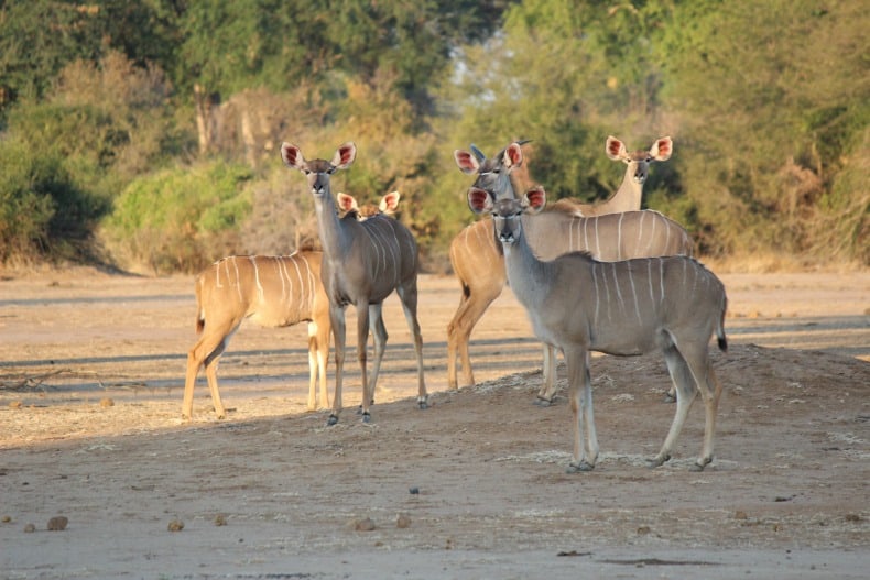 Chongwe River House A Luxury African Safari With Kids Go