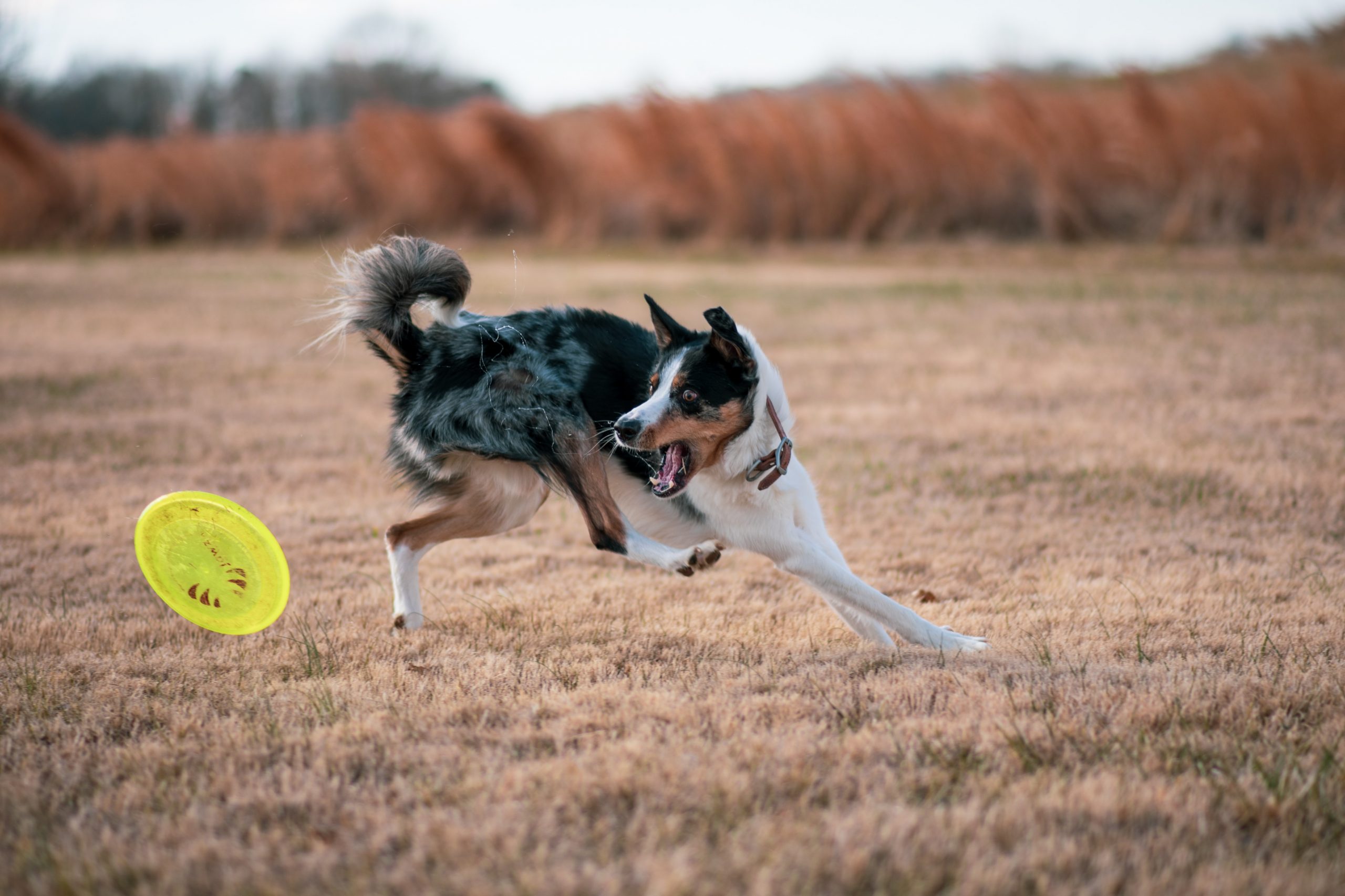 The Benefits of Regular Exercise for Dogs: