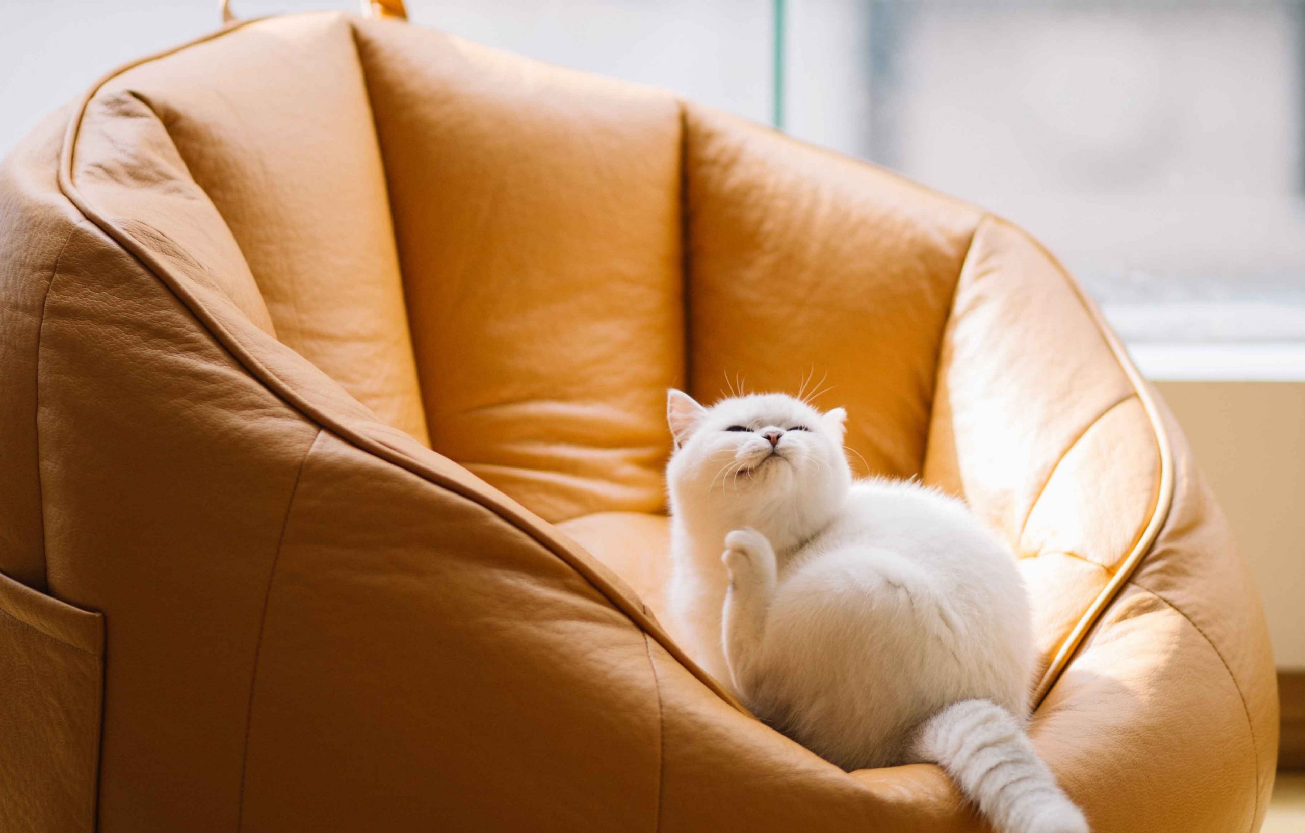 Cat Behavior Demystified: Understanding Your Feline Friend